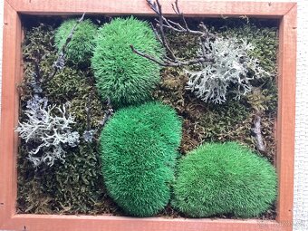 Stabilizovaný mech k vlastní výrobě mechových obrazů 3 druhy - 3