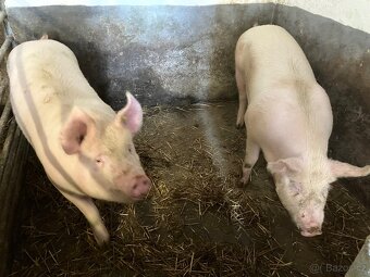 Vykrmené prase - 3