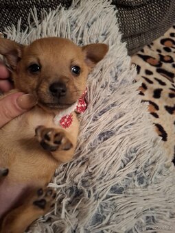 Stěně Čivava X Pražský Krysařík - 3