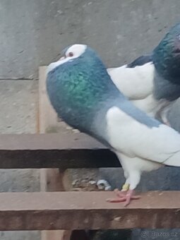 Holuby - Pávík a Stavák - 3