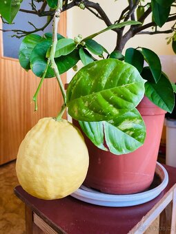 Citrus citroník plodící - 3