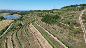 Prodej vinice Lovčičky   SLEVA 36 Kč/m2 - 3