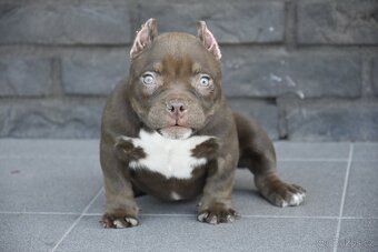 American bully s PP - 3