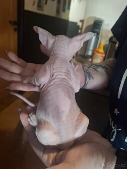 Koťatka sphynx - 3