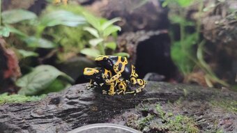 Dendrobates leucomelas (pralesnička harlekyn) - 3