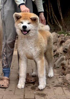 Akita Inu s průkazem původu FCI & AKIHO - odběr ihned - 3