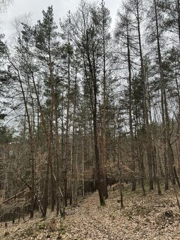 Prodám lesní pozemek v k.ú. Sněhov - 3