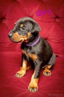 Dobrman -  štěňata s PP - 3