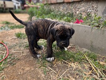 Cane Corso - 3