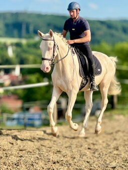 Nádherný mladý valach do nižšího sportu - 3