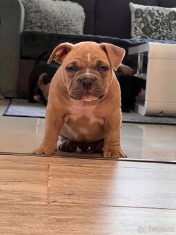 American Bully pocket - 3