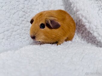 ✨ Nabízím mladá morčátka – English Crested v barvě latté ✨ - 3