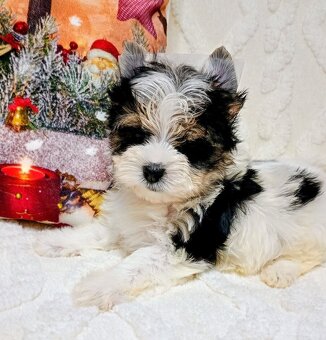 Jorkširský teriér yorkšírský teriér mini BIEWER ❤️❤️ - 3