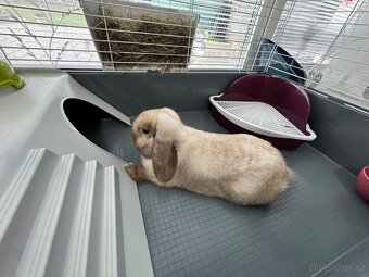 Zakrslý beránek siamský - 3