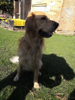 Zlatý retrívr - krytí - 3