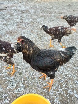 Kohoutci orlovka pestrá a černá - 3