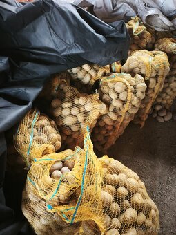 Konzumní brambory - 3