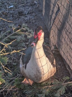 Kačer pižmový - 3