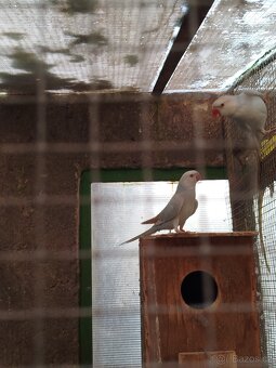 Ptactvo - 3