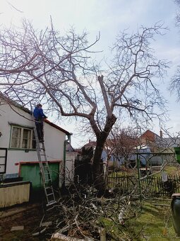 Ořešák - čerstvé dřevo - 3
