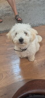 Bishon havanese holcicka - 3