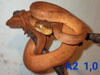 Corallus hortulanus CB 9/24 - 3