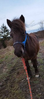 Pony k dětem - 3