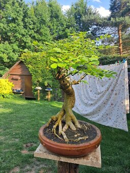 Bonsaj,bonsai Jasan Ztepilý - 3