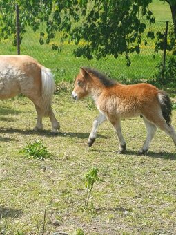 Mini pony - 3