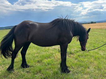 Klisna fellského pony - 3