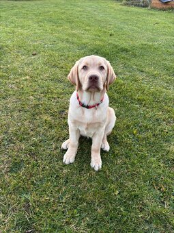 Labradorský retrívr s PP - 3