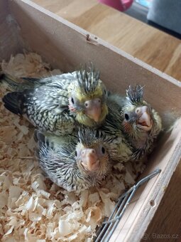 Korela chocholatá - 3