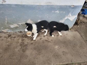 Border kolie - 3