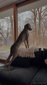 Výmarský ohař s PP - 3