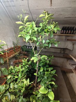 Citrus lemon - 3