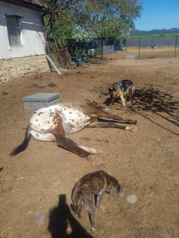 Klisna Appaloosa - 3