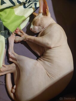 Kanadský Sphynx - Nam - nabídka krytí - 3