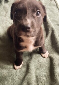 Americký Pitbulteriér X Border kolie - 3