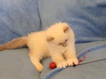Koťátka ragdoll - 3
