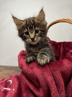 Mainská mývalí kočka / Maine Coon koťata - 3