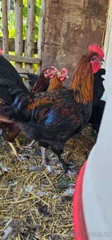 Kohouti - kříženci různých plemen - 3
