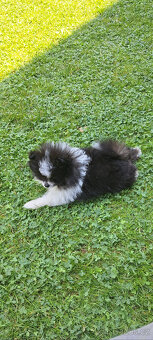 Pomeranian - 3