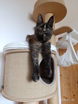 Mainská mývalí kočka s PP - věk 6 měsíců - 3