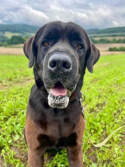 JACK - +- 50 kg, kastrovaný psík 6 let - 3