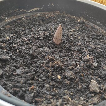 Zmijovec - velká hlíza - 3