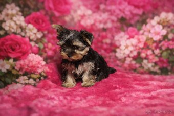 Jorkšírský teriér - 3