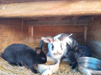 Králíčci, morčátka - 3