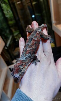 Mniarogekko chahoua red - 3