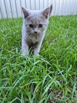 Koťátka britská - kocourci lila a modrý - 3