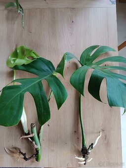Monstera Deliciosa - zakořeněné řízky - 3
